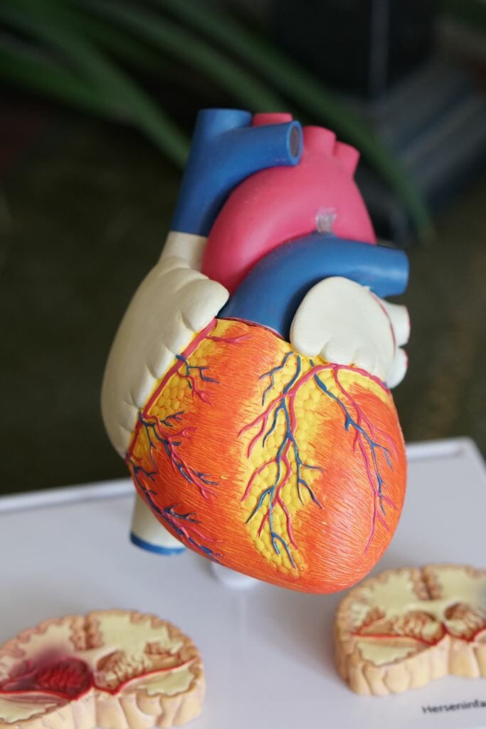 heart heart